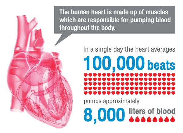 How your heart works